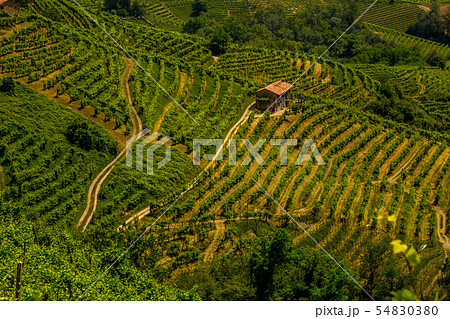 Green hills and valleys with vineyards of Prosecco 54830380