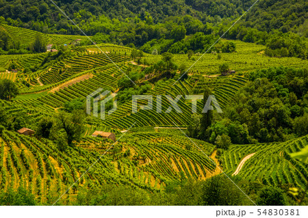 Green hills and valleys with vineyards of Prosecco 54830381