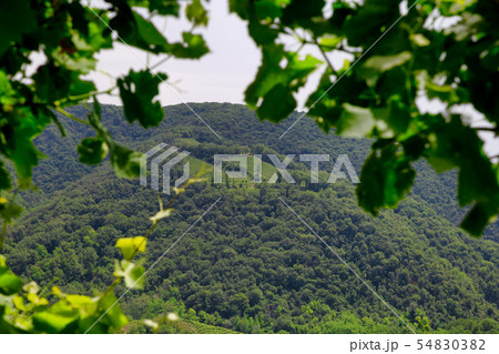 Green hills and valleys with vineyards of Prosecco 54830382