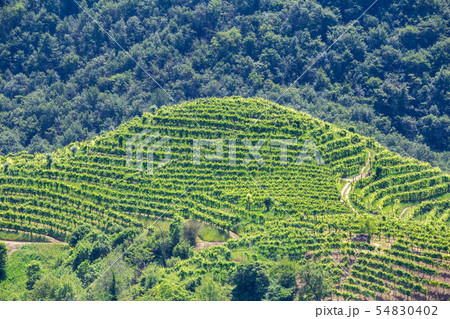 Green hills and valleys with vineyards of Prosecco Green hills and valleys with vineyards of Prosecco 54830402