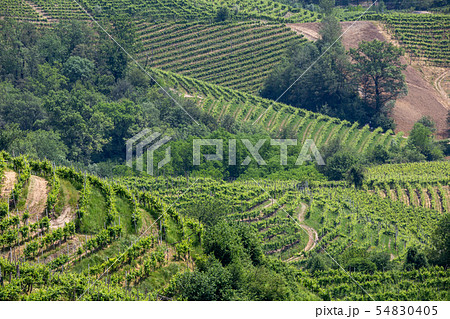 Green hills and valleys with vineyards of Prosecco 54830405