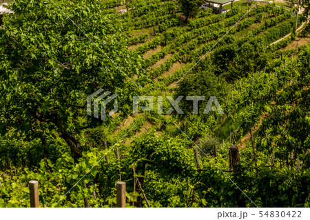 Green hills and valleys with vineyards of Prosecco 54830422
