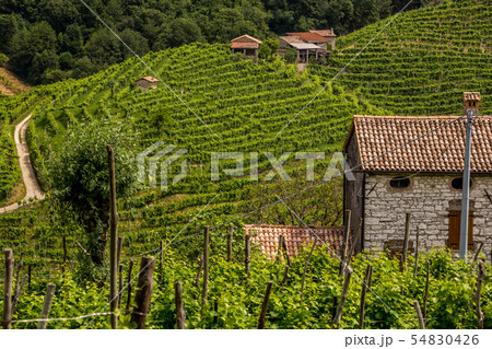 Green hills and valleys with vineyards of Prosecco Green hills and valleys with vineyards of Prosecco 54830426