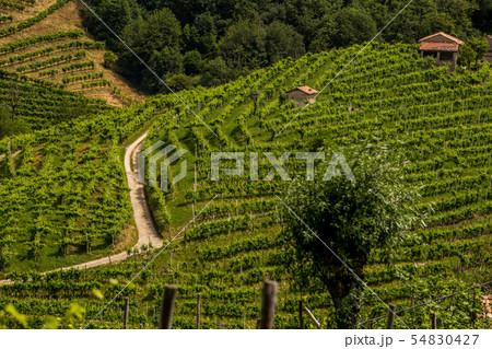 The road between the vineyards in the Prosecco The road between the vineyards in the Prosecco 54830427