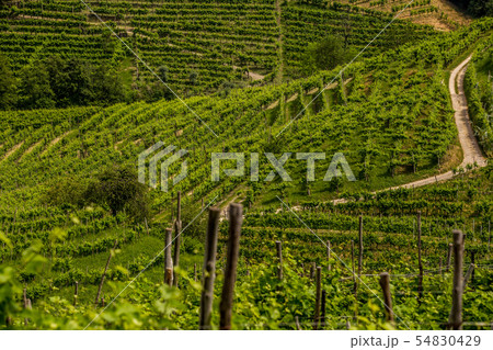The road between the vineyards in the Prosecco 54830429