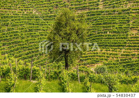 Green hills and valleys with vineyards of Prosecco 54830437