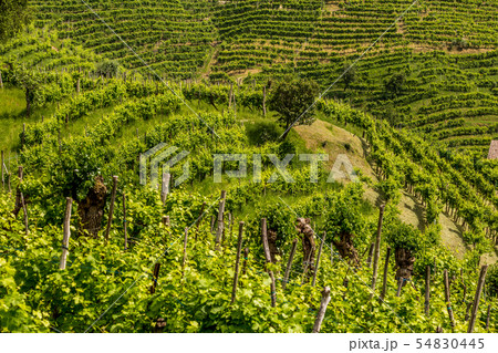 Green hills and valleys with vineyards of Prosecco 54830445