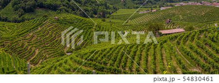 Green hills and valleys with vineyards of Prosecco 54830461