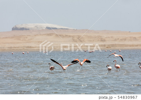 Flamingos  in Paracas, Peru. 54830967