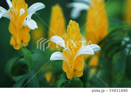パキスタキス ルテア Pachystachys lutea パキスタキス ルテア Pachystachys lutea 54831890