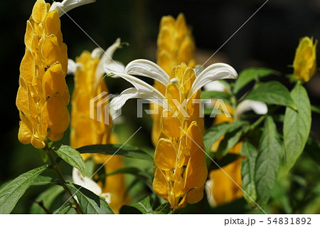 パキスタキス ルテア Pachystachys lutea パキスタキス ルテア Pachystachys lutea 54831892