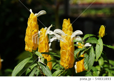 パキスタキス ルテア Pachystachys lutea パキスタキス ルテア Pachystachys lutea 54831893