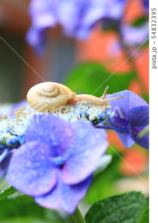 かたつむり1663 かたつむり1663 54832395