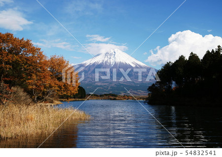 富士山　田貫湖　　Mt. Fuji  Lake Tanukiko 54832541