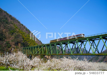 鉄道写真、三江線、桜 54833777