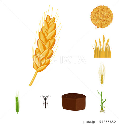 Vector design of wheat and corn sign. Set of wheat and harvest stock symbol for web. 54833832