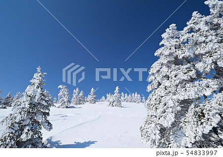 樹氷 54833997