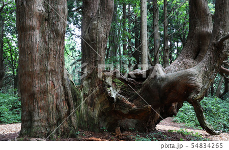 【山形県 日本の観光名所】幻想の森 ウラ杉 【山形県 日本の観光名所】幻想の森 ウラ杉 54834265