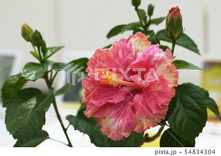 ハイビスカス　 Hibiscus 54834304