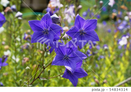 キキョウ Balloon flower キキョウ Balloon flower 54834314