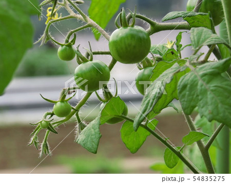 トマト 54835275
