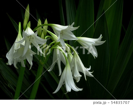 暗いバックに白いアフリカハマユウの花が美しい写真 54835707