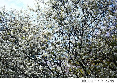 シデザクラの花々 54835749