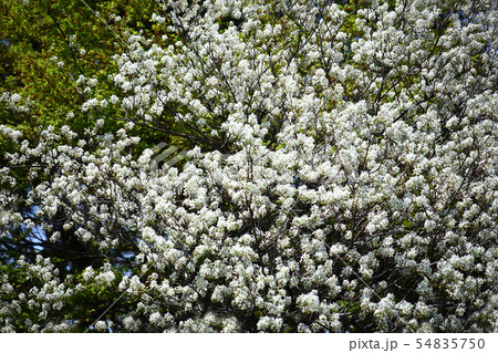 シデザクラの花々 54835750