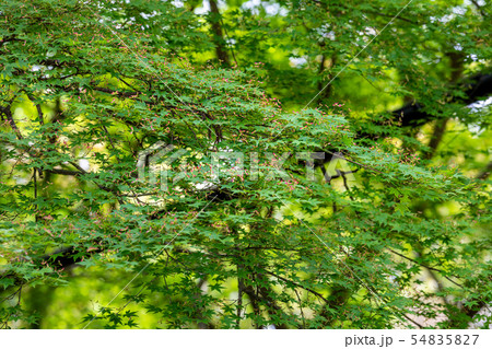 もみじの花 京都毘沙門堂門跡 54835827
