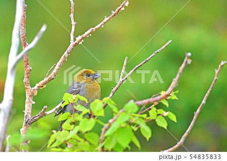 お気に入りの枝でくつろぐギンザンマシコメス 54835833