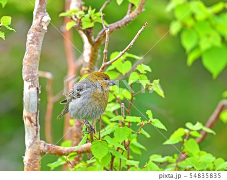 お気に入りの枝でくつろぐギンザンマシコメス お気に入りの枝でくつろぐギンザンマシコメス 54835835