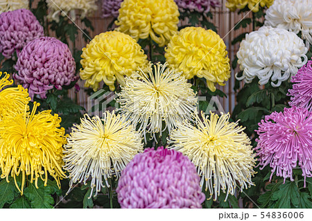 美しい和菊 美しい和菊 54836006