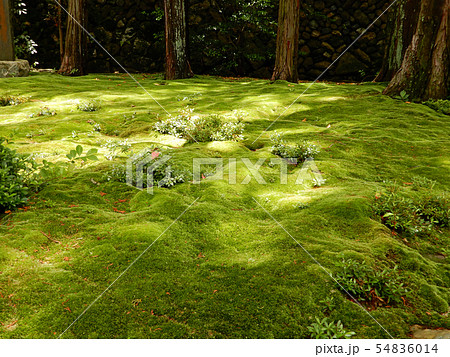 東福寺　善慧院　苔と緑 54836014