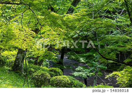 夏の紅葉 京都毘沙門堂門跡 54836018