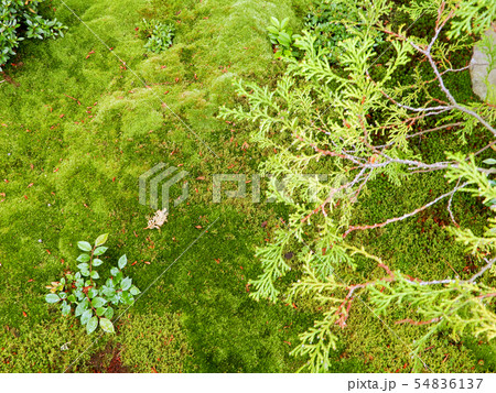 東福寺　善慧院　苔と緑 54836137