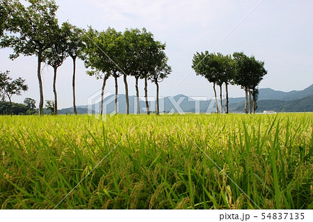 夏井のハザ木 の写真素材