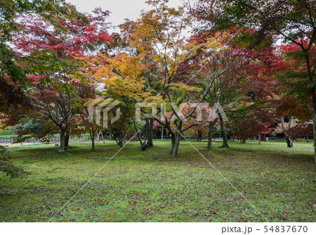 Autumn maple color of Korakuen garden in Okayama, Autumn maple color of Korakuen garden in Okayama, 54837670