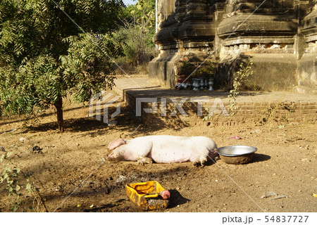 ミャンマーのバガン 54837727