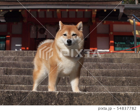 大原野神社の秋 54837782