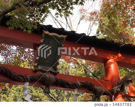 大原野神社の秋 54837783