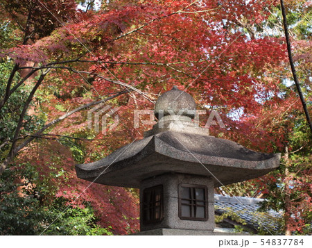大原野神社の秋 大原野神社の秋 54837784