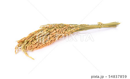 ear of rice on white background ear of rice on white background 54837859