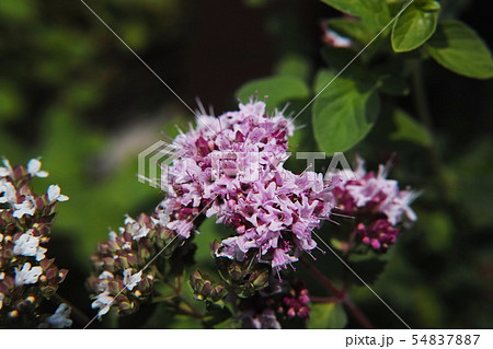 オレガノ Oregano オレガノ Oregano 54837887