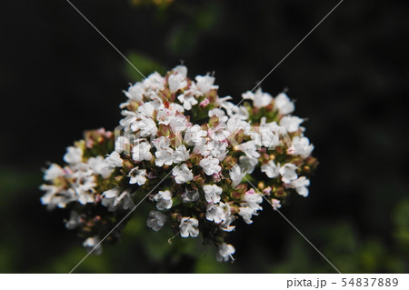 オレガノ  Oregano 54837889