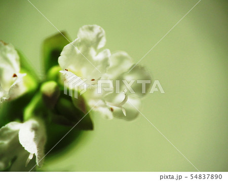 オレガノ  Oregano 54837890