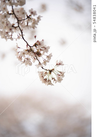 桜風景 54838041