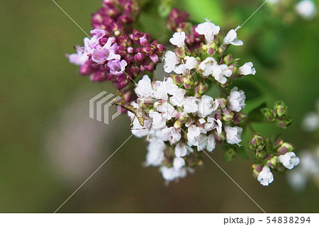 オレガノ Oregano Min.カマキリ Mantis オレガノ Oregano Min.カマキリ Mantis 54838294