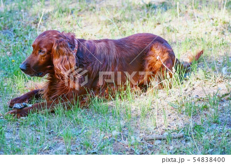 Dog breed Irish Red setter 54838400