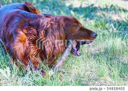 Dog breed Irish Red setter 54838403