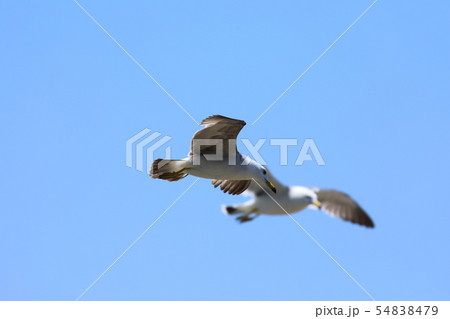 ウミネコ 54838479